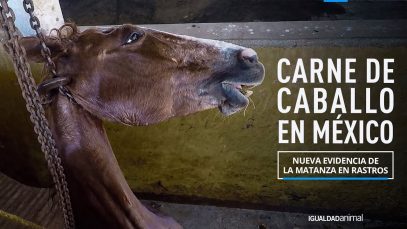 La MATANZA clandestina de CABALLOS
