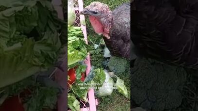 Maple: A Turkey Who Was Rescued From Being Killed for Thanksgiving