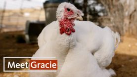 Meet Gracie, the Rescued Turkey