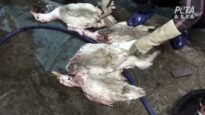 PETA Asia Investigation: Workers Stab Ducks in the Neck With a Knife, Hack Off Their Legs