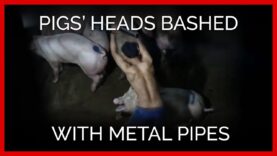 Pigs' Heads Are Bashed in With Metal Pipes