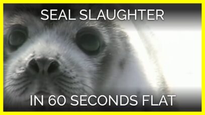 Seal Slaughter in 60 Seconds Flat