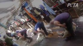 Sheep Punched, Stomped On, Cut for Wool in Australia