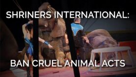 Shriners International: Ban Cruel Animal Acts
