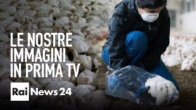 Sofferenza dei polli: le nostre immagini in prima TV su Rai news 24