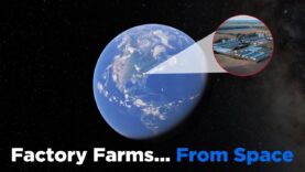 Spy on Factory Farms... from Home!