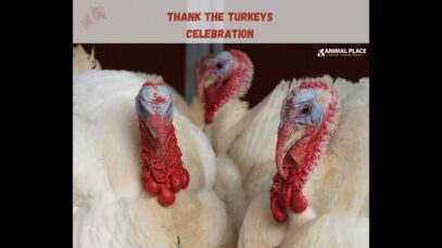 Thank the Turkeys Celebration – 2022