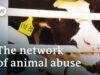 The cruelty of animal transports | DW Documentary