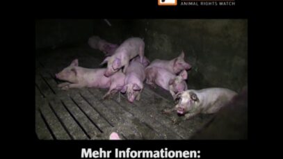 Tierrechtsprozess: Berufungsverhandlung nach Freispruch
