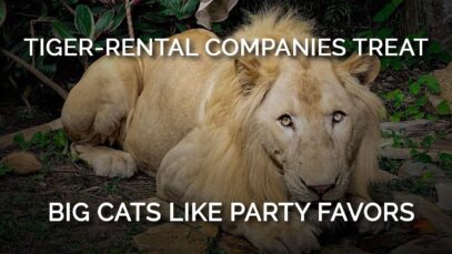 Tiger-Rental Companies Treat Big Cats Like Party Favors