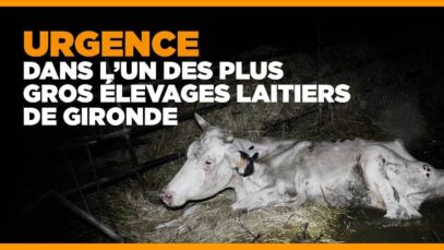 Urgence dans l'un des plus gros élevages laitiers de Gironde