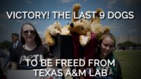 VICTORY! The Last 9 Healthy Dogs From Texas A&M Muscular Dystrophy Lab to Be Freed