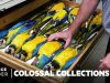 Why Over 600,000 Bird Specimens Are Preserved At The Smithsonian | Colossal Collections