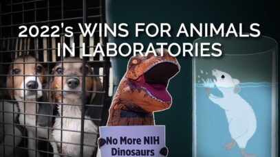 2022’s Big Victories for Animals Suffering in Cruel Experiments