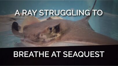 A Ray Struggling To Breathe At SeaQuest