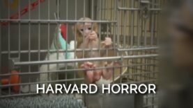 Baby Monkeys at Harvard Are Separated From Their Mothers, Caged Alone, and Often Blinded