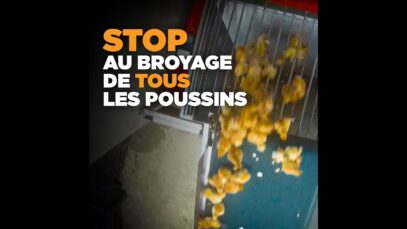 Des milliers de poussins broyés vivants chaque semaine dans le couvoir Caringa (Gers)