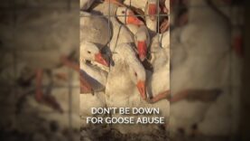 Don't Be Down For Goose Abuse #shortsfeed