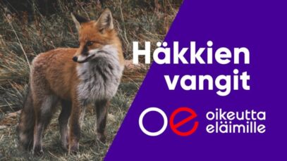 Elämää turkistarhalla