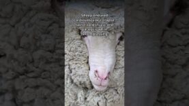 End Cruel Decompression Tests On Sheep #youtubeshorts