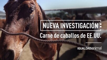 ESCÁNDALO CARNE de CABALLO en ESTADOS UNIDOS