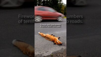 Fireworks Are NOT Fun for Everyone – Here is Why You Should Boycott Them