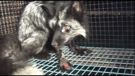 Fur farm investigation Finland 2011
