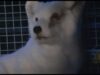Fur farm investigation in Finland 2009