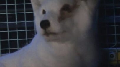 Fur farm investigation in Finland 2009