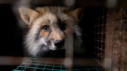 Fur farming – The shame of Finland