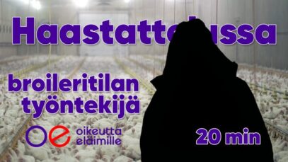 Haastattelussa broileritilan työntekijä | pitkä versio