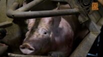 INSIDE A PIG SLAUGHTERHOUSE | Extreme animal cruelty exposed