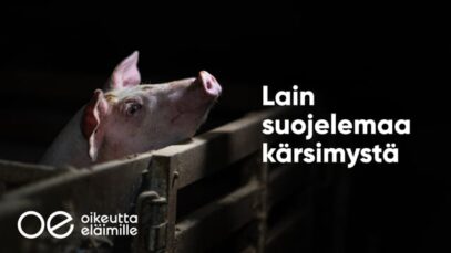 Lain suojelemaa kärsimystä