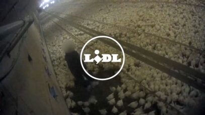 Lidl broileriskandaali: Video paljastaa julmuuden saksalaisella broileritilalla