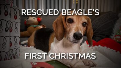 Mabel the Rescue Beagle Celebrates First Christmas