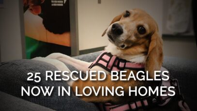 Meet 25 of The Beagles Freed with Your Help!