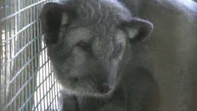 Open day at a fur farm