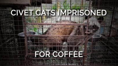 PETA Asia’s Third Kopi Luwak Investigation Exposes Lies!