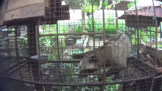 PETA Investigation Finds Civet Cats Driven Mad for Kopi Luwak Coffee