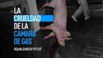 ¿Qué está pasando en los mataderos españoles?
