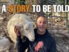 Regan The Sheep | Animal Save Italy rescue