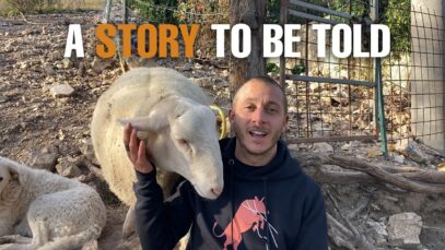 Regan The Sheep | Animal Save Italy rescue