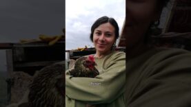 Rescue of Regan the Chicken in Istanbul in Honour of Regan Russell #JusticeForReganRussell