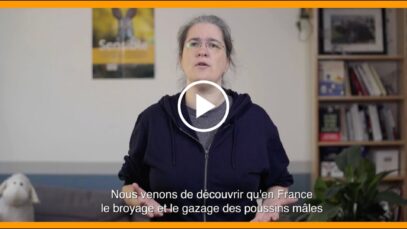 STOP à l'élimination de tous les poussins !