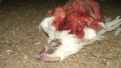 Tehotuotanto, Broileritilat, Kiukainen 2007 / 3