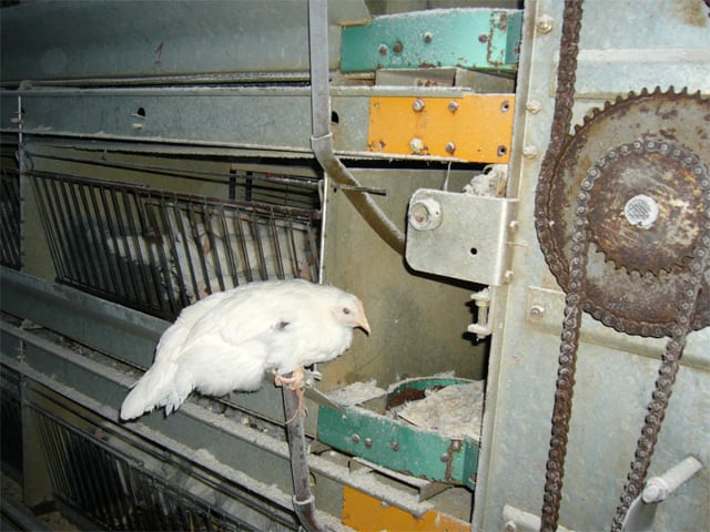 tehotuotanto-kanalat-kiukainen-2007-laverabestia