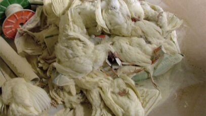 Tehotuotanto, Kanalat, Loimaa 2007