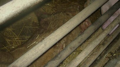 Tehotuotanto, Sikalat, Jokioinen 2006 / 2