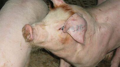 Tehotuotanto, Sikalat, Pöytyä 2006