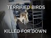 Terrified Birds Killed For Down #shorts